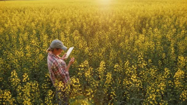 Femme agronome utilise tablette numérique dans le champ de colza — Video