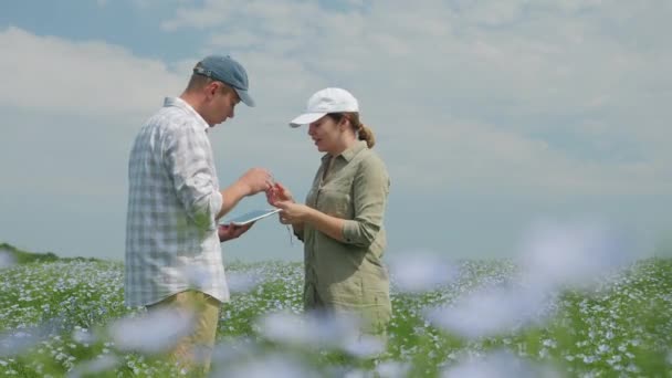 Agricultores trabajan con tableta digital en un campo de lino en flor — Vídeos de Stock