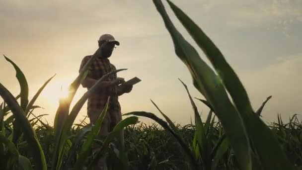 Fermier au coucher du soleil vérifiant la maturation du maïs dans le champ — Video