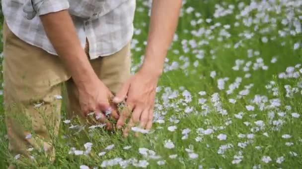 Мужчина-агроном исследует созревание и цветение льна в поле — стоковое видео
