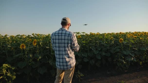 Человек фермер управляет беспилотником над полем подсолнухов на закате — стоковое видео