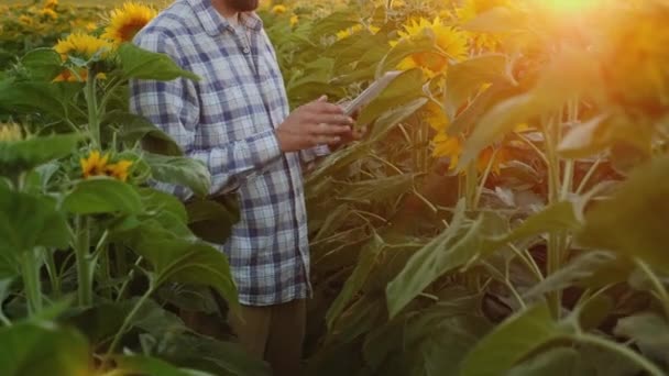 Agronom arbeitet auf einem Feld mit Sonnenblumen, benutzt ein digitales Tablet — Stockvideo