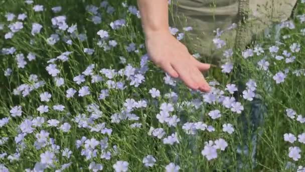 Kvinnors hand stroke blommande linplantor i fält — Stockvideo