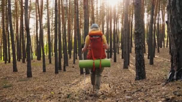 Vrouwelijke reiziger met wandelrugzak en wandelstokken wandelend door dennenbos — Stockvideo