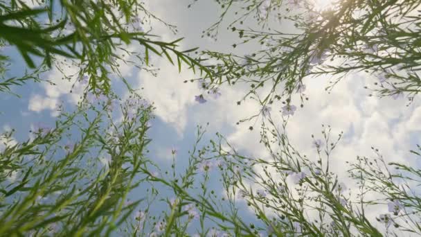 Zielone łodygi i kwitną niebieskie kwiaty lnu w polu — Wideo stockowe