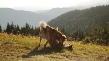 Bir çift vahşi sokak köpeği çimlerin üzerinde eğlenceli bir şekilde birbirleriyle oynuyorlar.