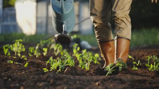 Um fazendeiro que molha mudas plantadas do tomate de uma lata molhando — Vídeo de Stock