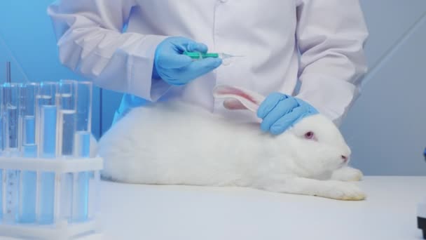 Laboratuvarda veteriner. Çaresiz bir tavşana iğne yapıyor. — Stok video