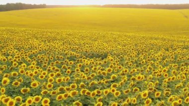 Gün batımında çiçek açan büyük bir ayçiçeği tarlasının havadan görünüşü