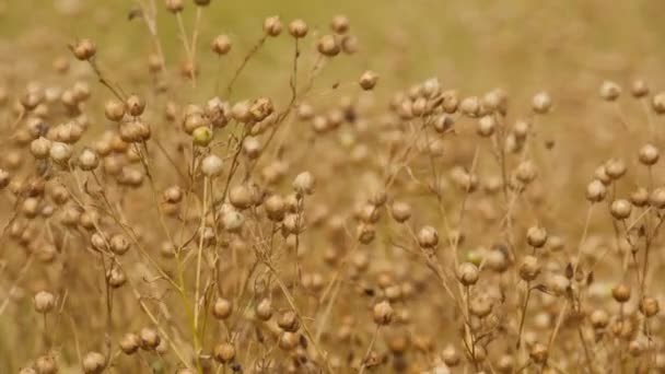 Teste di semi di lino mature sul campo, primo piano — Video Stock