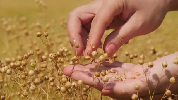 Una contadina donna impasta teste di lino in mano — Video Stock