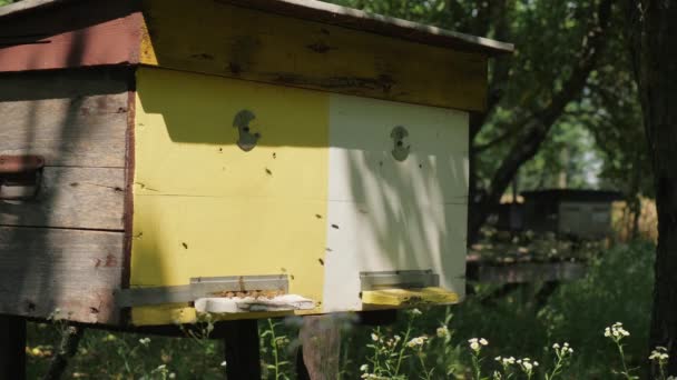 Рой пчел прилетает и вылетает из деревянного улья — стоковое видео
