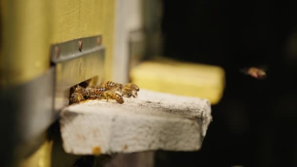 A mézelő méhek ki-be repülnek egy fából készült méhkasból, közelről. — Stock videók