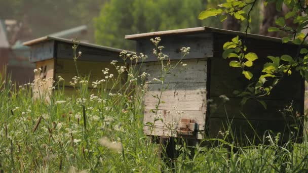 Μέλισσες πετούν γύρω από παλιά ξύλινα κυψέλες μεταξύ αγριολούλουδα — Αρχείο Βίντεο