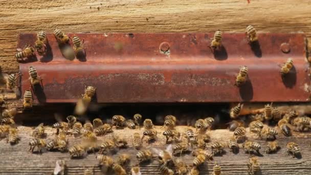 Honigbienen fliegen in einer Lücke in einem Holzstock ein und aus — Stockvideo