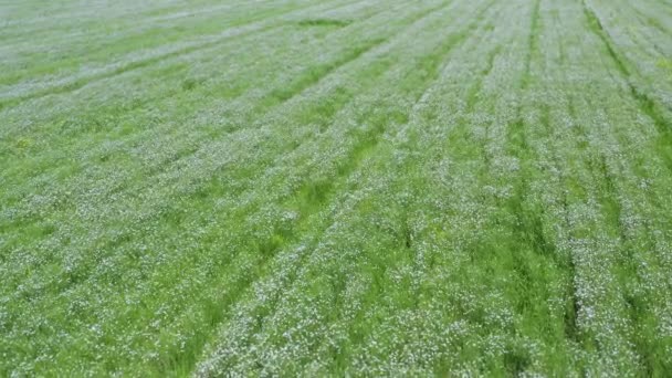 Veduta aerea di un campo di lino fiorito — Video Stock