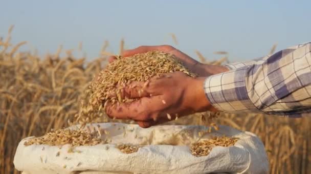 Harvest close-up of farmers hands holding barley grains — Stock Video