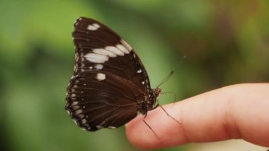 Beautiful butterfly sits on a childs finger in the park, close-up