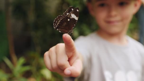 A little boy watching a beautiful butterfly on his finger — Vídeo de Stock