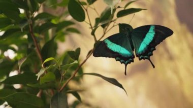 Bir ağacın dallarında dinlenen bir kelebek Papilio Buddha