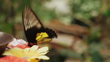 Kuş kanadı kelebeği, besleyiciden su içer.