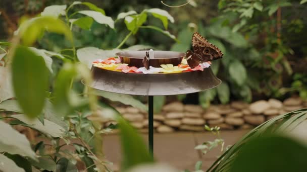 Exotičtí motýli pijí sirup z krmítka v insektáriu — Stock video