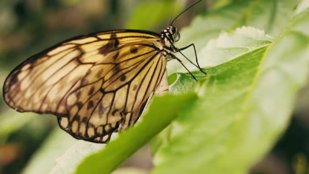 Un papillon Nymphe Arbre a atterri sur une feuille verte — Video