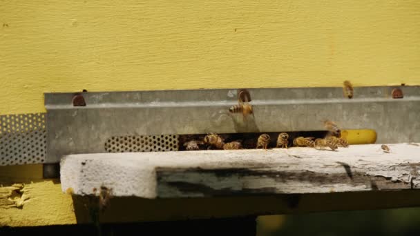 Miel abejas vuela dentro y fuera de un hueco en una colmena de madera, de cerca — Vídeo de stock