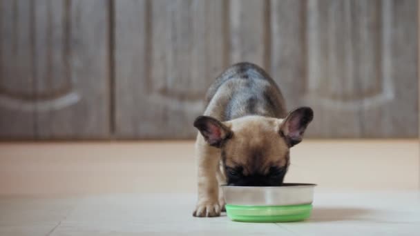 Francouzský buldok štěně jíst z mísy uvnitř — Stock video