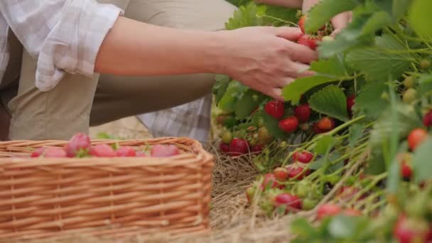Жінка, що збирає полуницю в полі, крупним планом — стокове відео