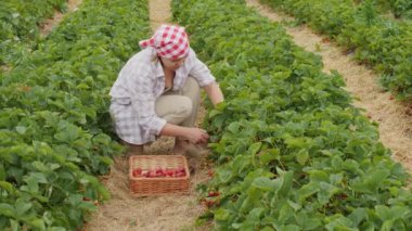 Tarlada çilek toplayan bir kadın