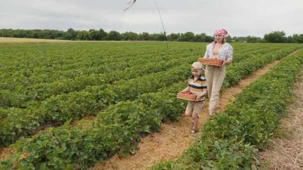 Mulher com criança transportar caixas de vime com colheita de morango — Vídeo de Stock
