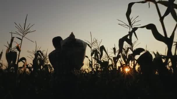 A woman walking through a cornfield and carrying a bag of harvested corn — Stock Video
