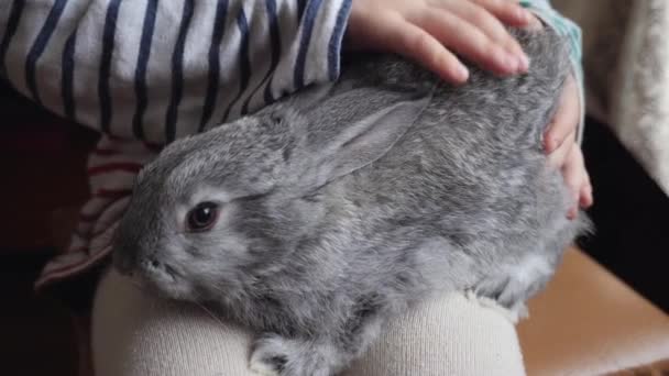 Little boy pets a rabbit — стоковое видео