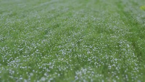 Un campo di lino fiorito. Lino in crescita — Video Stock