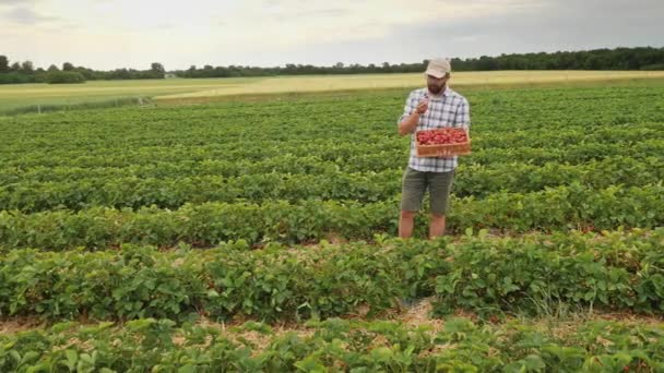 Фермер смакує свіжоспечену полуницю, стоячи посеред плантації — стокове відео