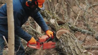 Kesilmiş bir ağaç gövdesi bir oduncu tarafından kesilir.