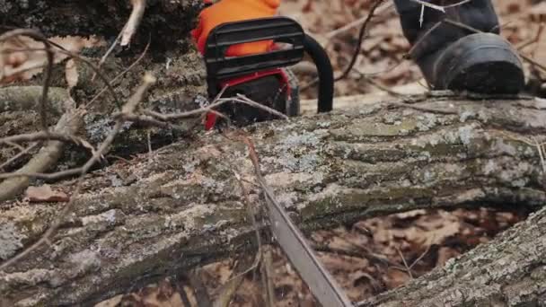 Man cuts a felled tree trunk with a chainsaw — Stock Video