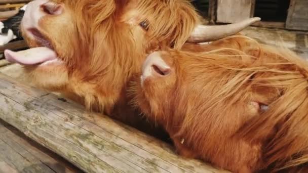 Alimentação manual de vacas escocesas no cais, close-up — Vídeo de Stock