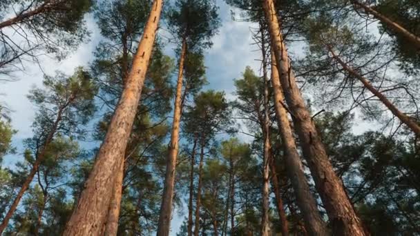Botten vy till toppen av tallar träd i skogen — Stockvideo