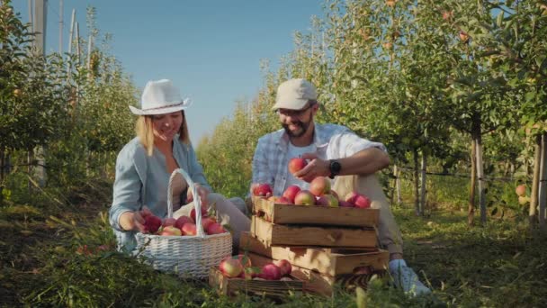 Семья фермеров в яблоневом саду осматривает собранный урожай яблок — стоковое видео
