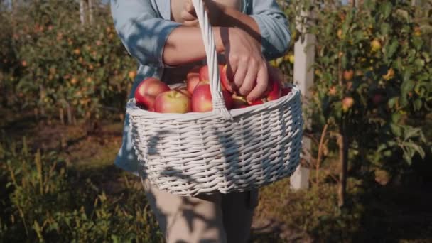 Mujer sosteniendo una canasta de mimbre blanca llena de cosecha de manzana — Vídeos de Stock