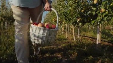 Elma bahçesindeki bir kadın olgun elmalarla dolu bir sepet taşıyor.