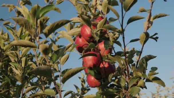 Apples on a branch of an apple tree in the garden — Stock Video