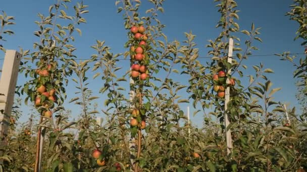 Dojrzałe soczyste jabłka na gałęziach sadu jabłkowego — Wideo stockowe