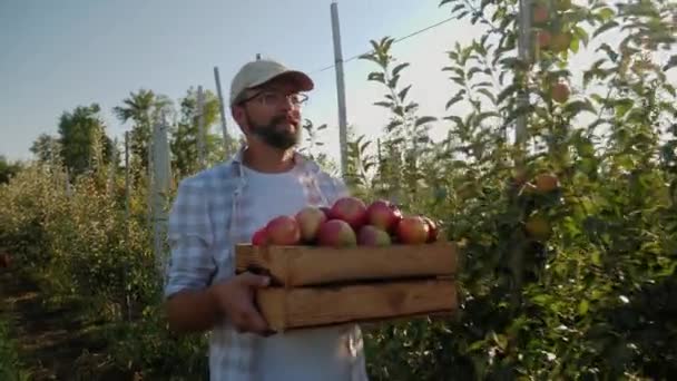 リンゴの木の列を通ってリンゴの完全な箱を運ぶ男 — ストック動画