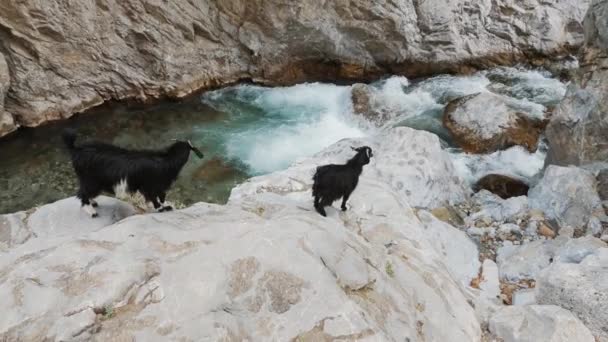 Una coppia di capre di montagna in piedi su pietre vicino a un fiume di montagna — Video Stock