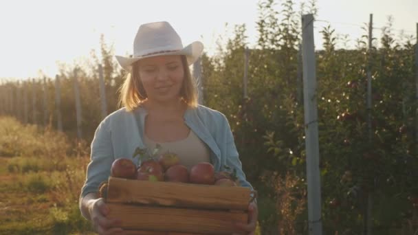 En kvinnlig bonde bär på en full låda med mogna röda äpplen — Stockvideo