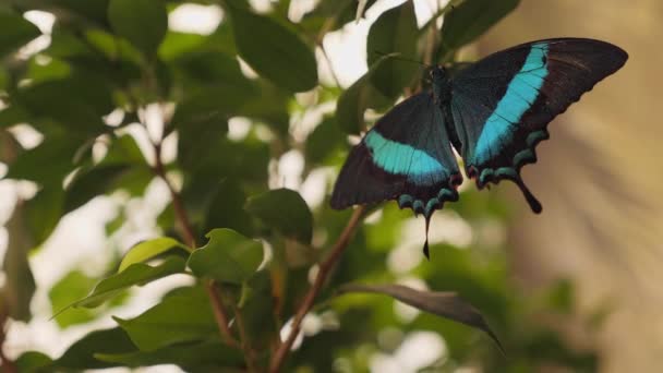 Метелик Папіліо Будда відпочиває на гілках дерева — стокове відео