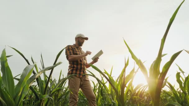 Agriculteur utilisant un ordinateur tablette dans le champ de maïs — Video